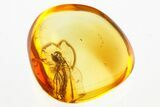 Detailed Fossil Fly (Wheelerenomyia) in Baltic Amber #288159-1